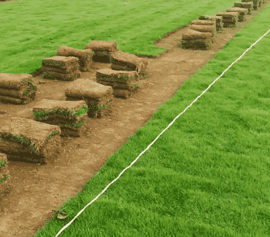 步入自然怀抱：武汉马尼拉草坪的魅力探索