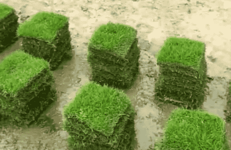 充满活力的城市绿洲：武汉马尼拉草坪亮相